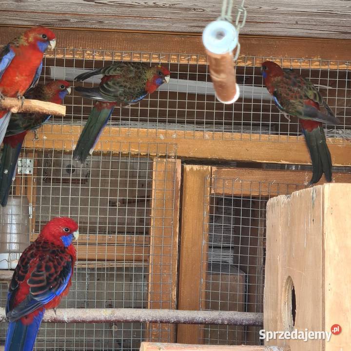 Rozelle królewskie Szymanowice