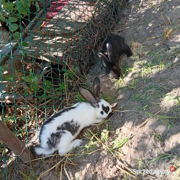 Sprzedam króliki Niemstów sprzedam