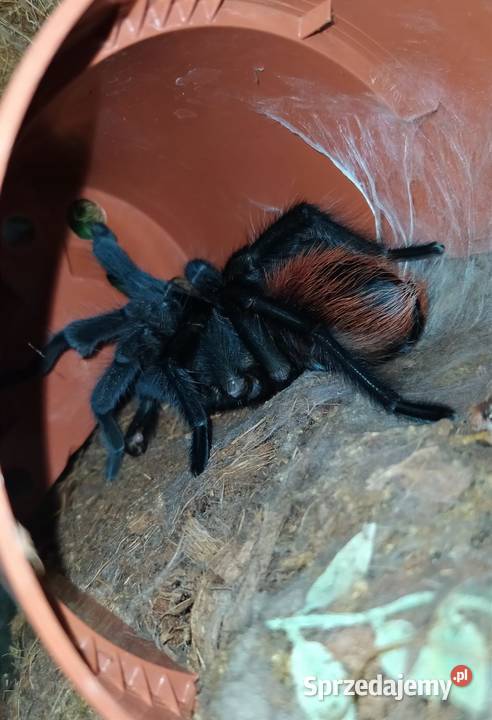 Aphonopelma anax dorosły świeży samiec Dąbrowice