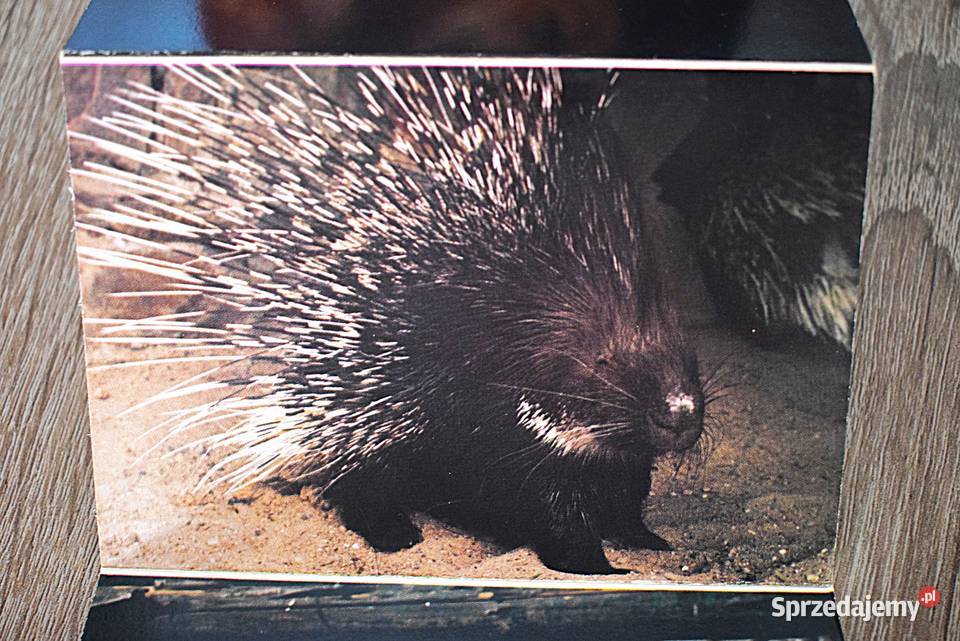 Ogród zoologiczny wybrzeża małe pocztówki w Chełmno