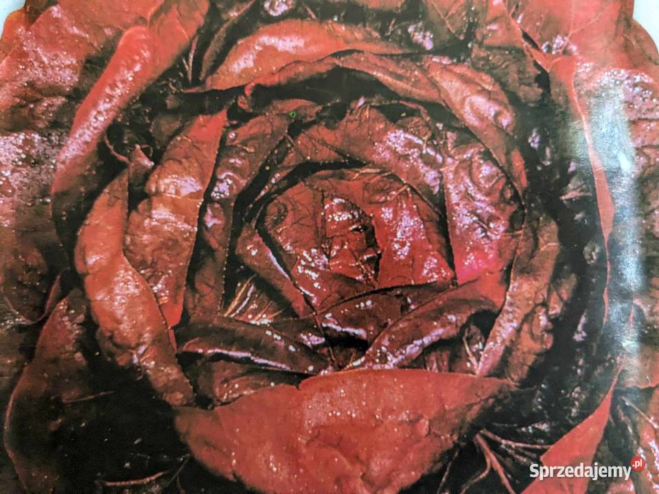 Ogórek sałatkowy długi 40 Longo nasiona Kraków