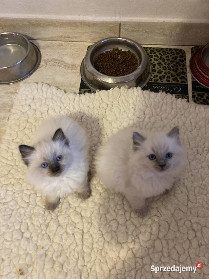 Kocięta rasy ragdoll Świerklaniec sprzedam
