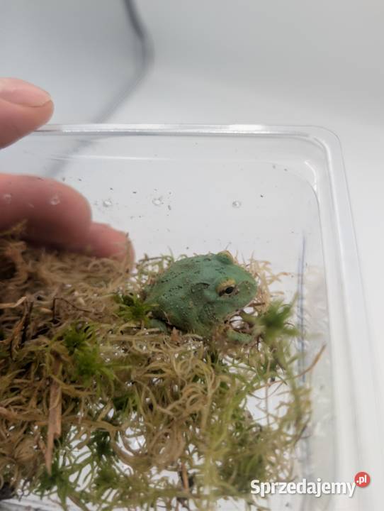 Żaba rogata samurai blue Olsztyn sprzedam