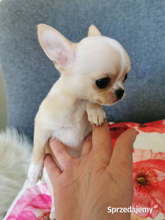 Cudny mini chłopczyk ZKwP FCI Chihuahua Lubin