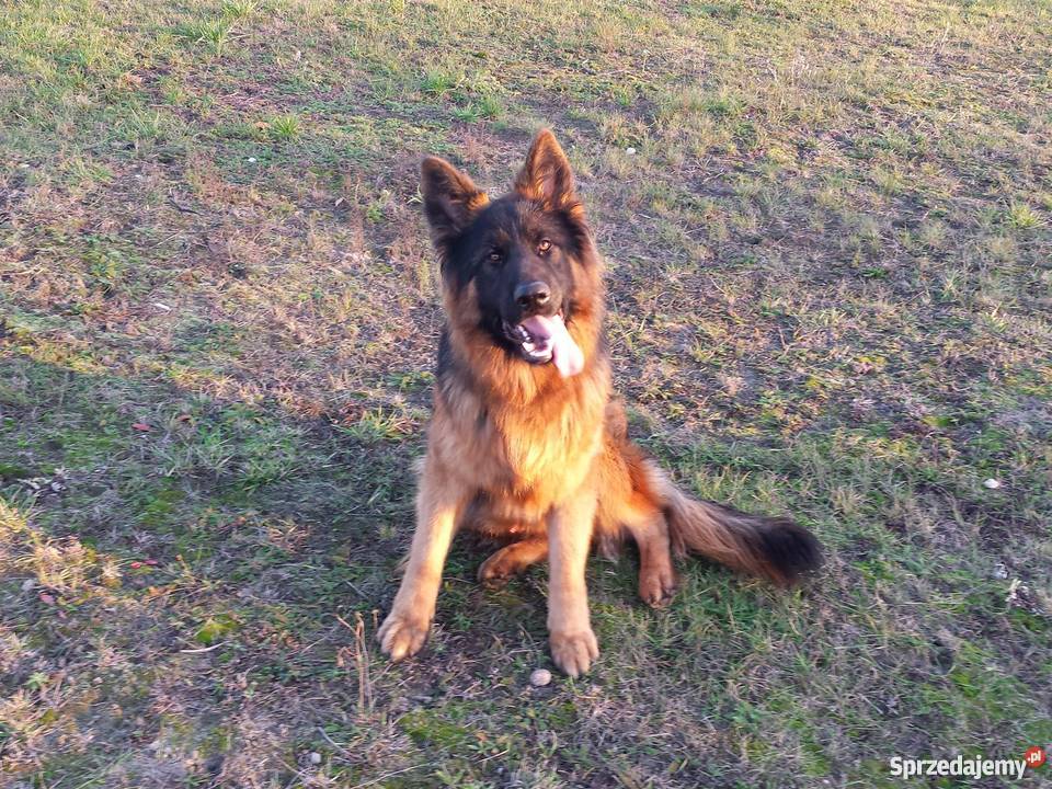 Roczny owczarek niemiecki długowłosy