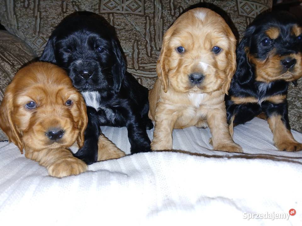 Śliczne Szczenięta Cocker Spaniel Angielski Sieradz