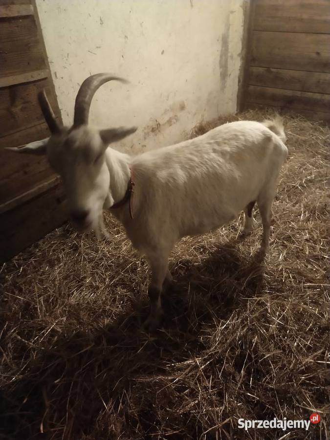 Kozy sanenskie mleczne zakocone Dębica sprzedam