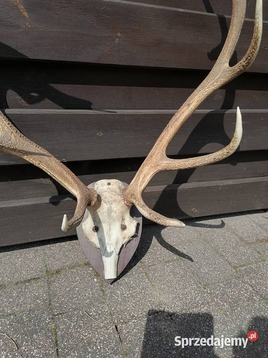 Trofeum myłkusa poroże jelenia mazowieckie
