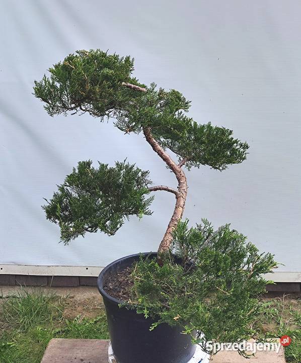 Bonsai Niwaki jałowiec Bonsai Rośliny