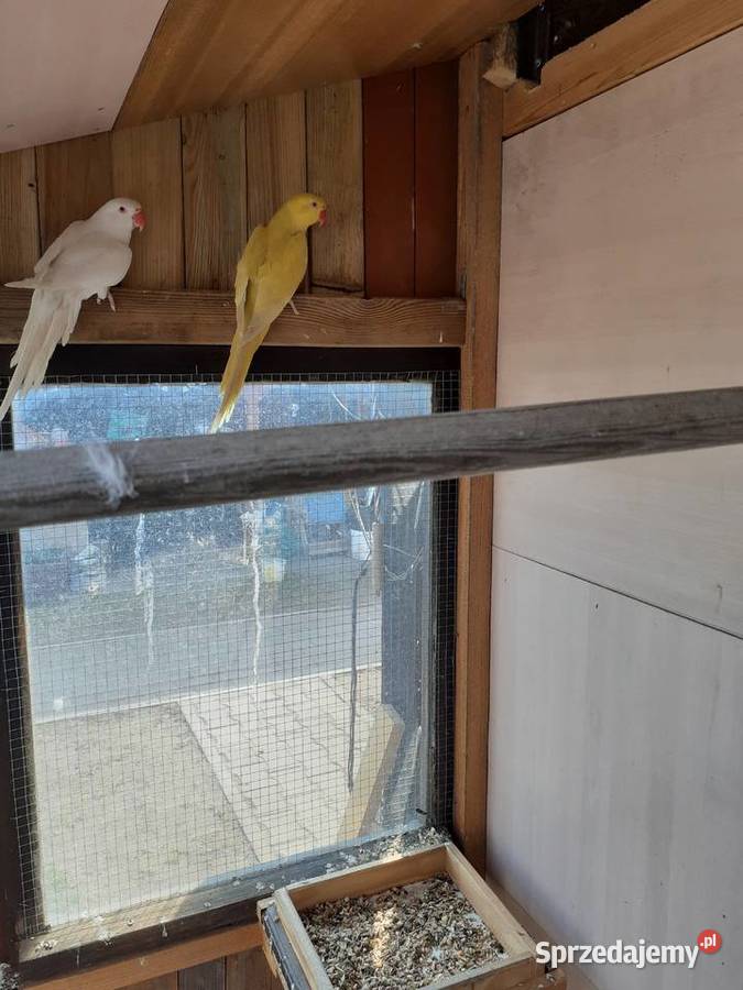 Papugi Aleksadrety Obrożne para biała i żółta