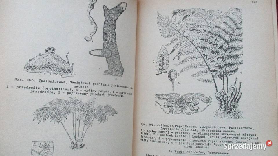 Zarys systematyki roślinSystematyka biologia, ekologia Książki naukowe i popularnonaukowe Łódź