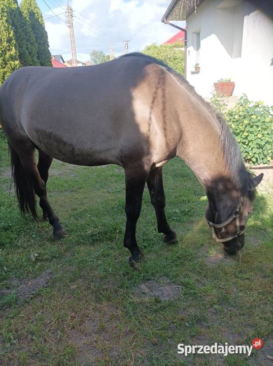 Remigo ogier i Diego ogier konik Polski