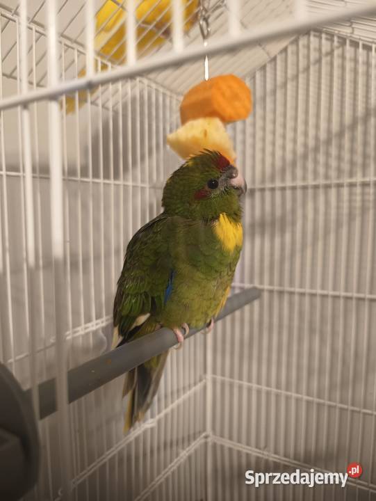 Modrolotki Kozy Dąbrowa Górnicza