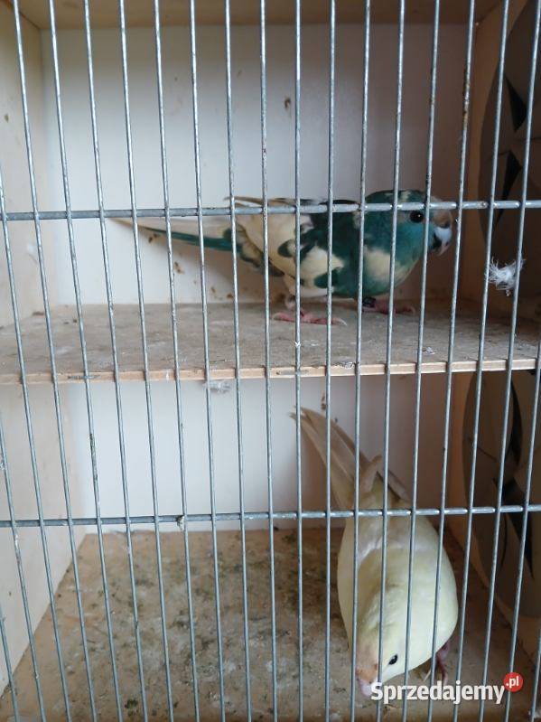 Modrolotki kozy wielkopolskie