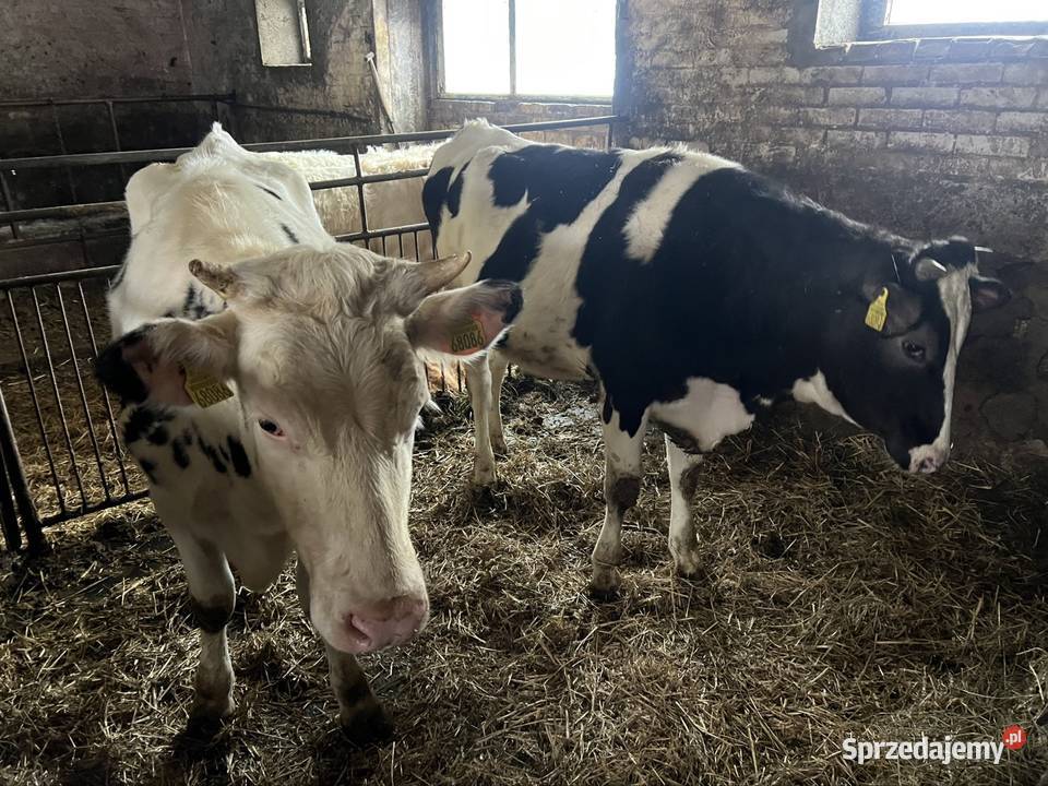 Sprzedam bydło hodowlane Pobondzie sprzedam