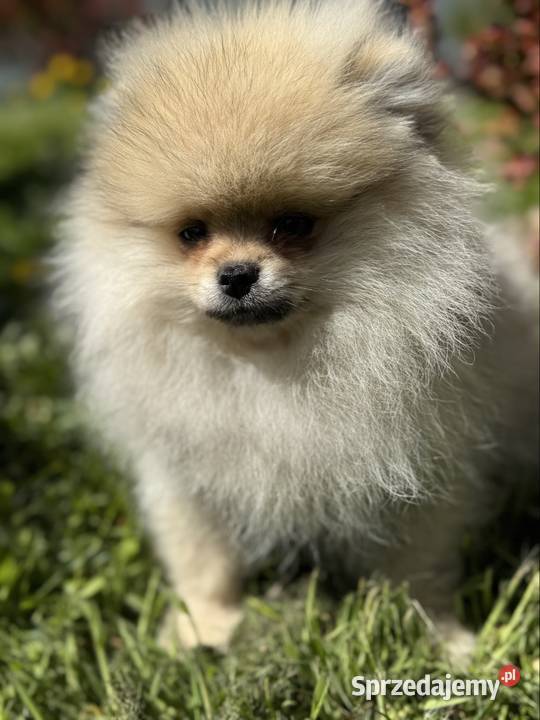 Szpic minaturowy Pomeranian Boo Szpic miniaturowy Gdańsk