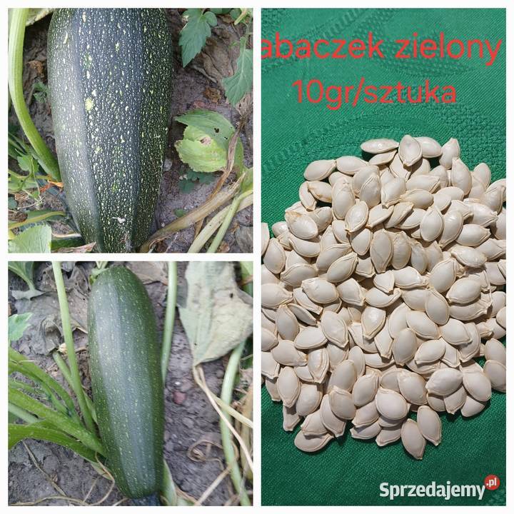 Sprzedam nasiona dyni ozdobnejHokkaido jadelnej kujawsko-pomorskie