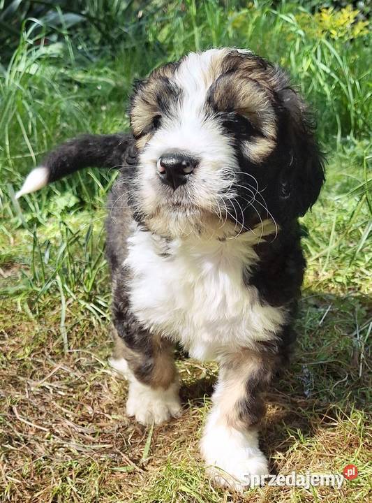 BernedoodleRodzice FCI inteligentny puchaty Chyliczki