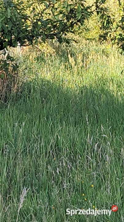 Koszenie wykaszanie usługi ogrodnicze Rokietnica