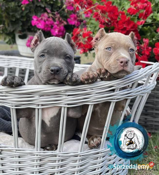 American Bully suczka ABKC wielkopolskie Koło