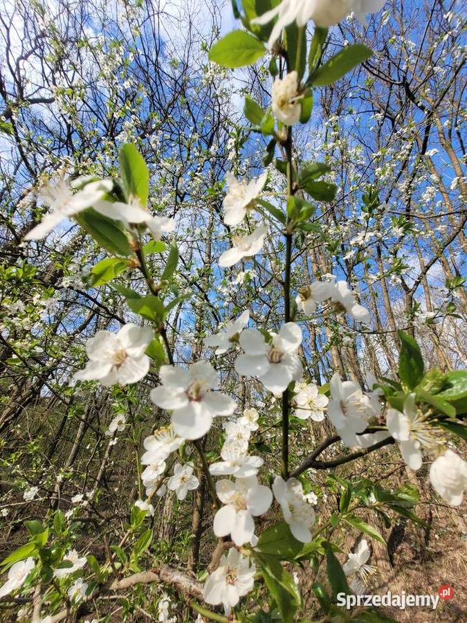 Działka budowlana mazowieckie Wola Pobiedzińska