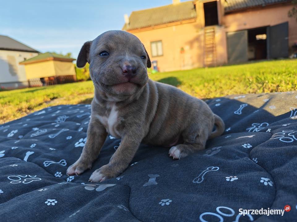 Szczeniak Amstaff Chełm