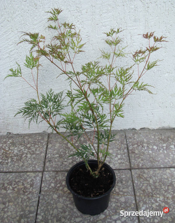 KLON PALMOWY EMERALD LACE sadzonki w doniczkach Ustronie