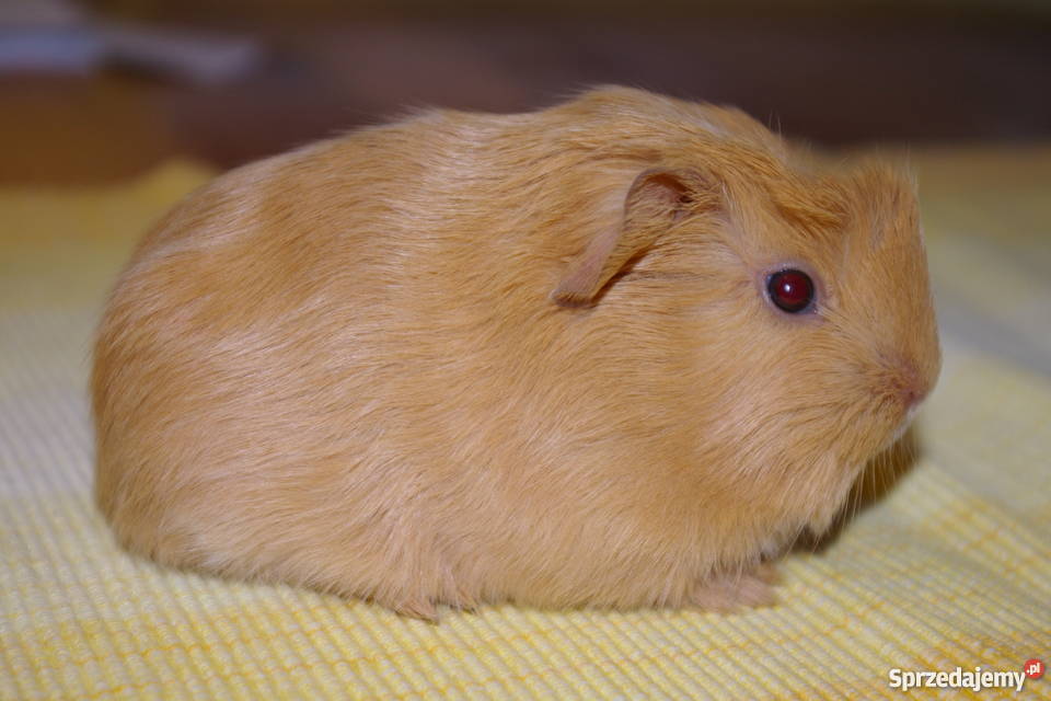 Świnka morska coronet Pozostałe Krosno