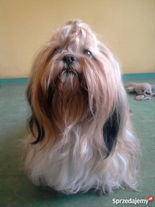 Szczeniaczki SHIHTZU Lubin