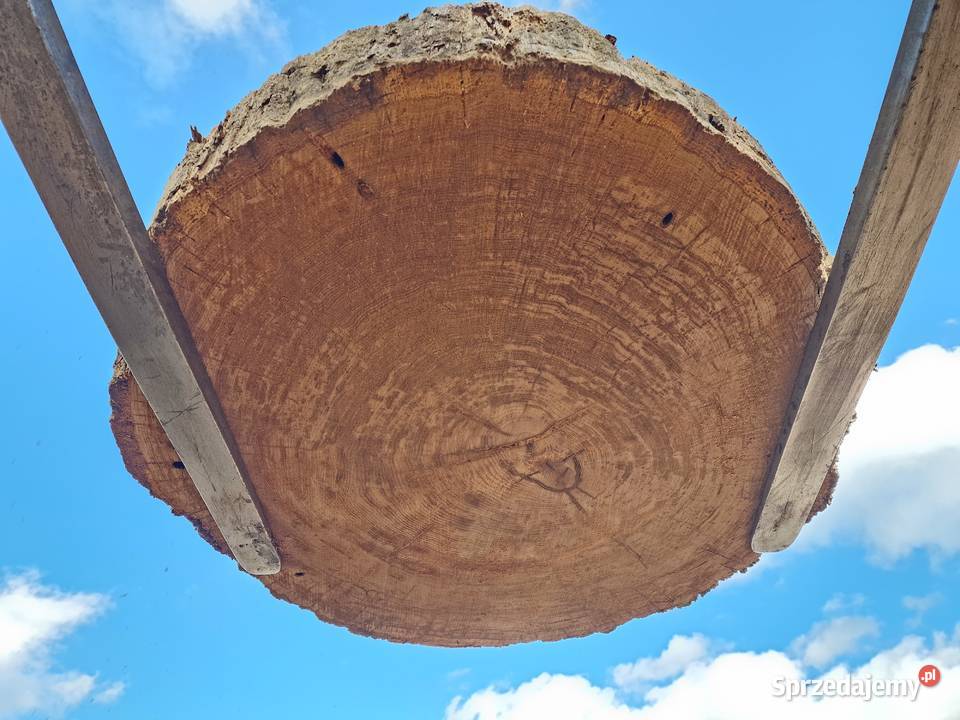 Plastry dębowe pakiet 72sztuk Biznes i Przemysł Zieleniec sprzedam