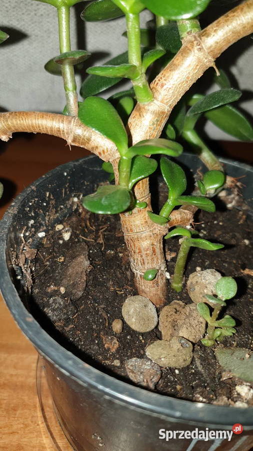 Grubosz crassula drzewko szczęścia 2 Kaktusy i sukulenty mazowieckie Warszawa