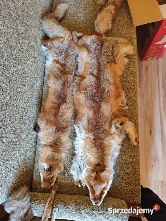 Skóry z llisa Pozostałe