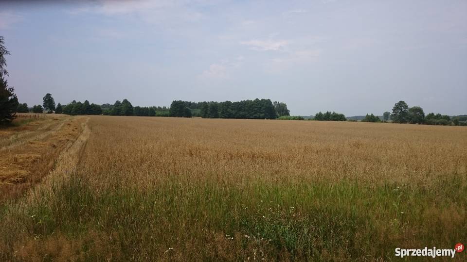 Sprzedam ziemię Ziomaki Sprzedajemy.pl