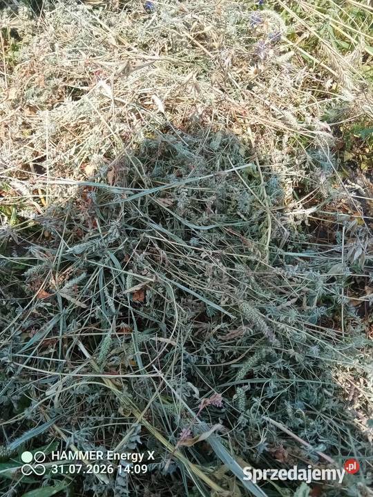 Sprzedam słome żyto z saladerą