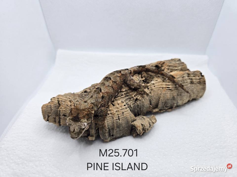 Gekon omszały Gady i płazy