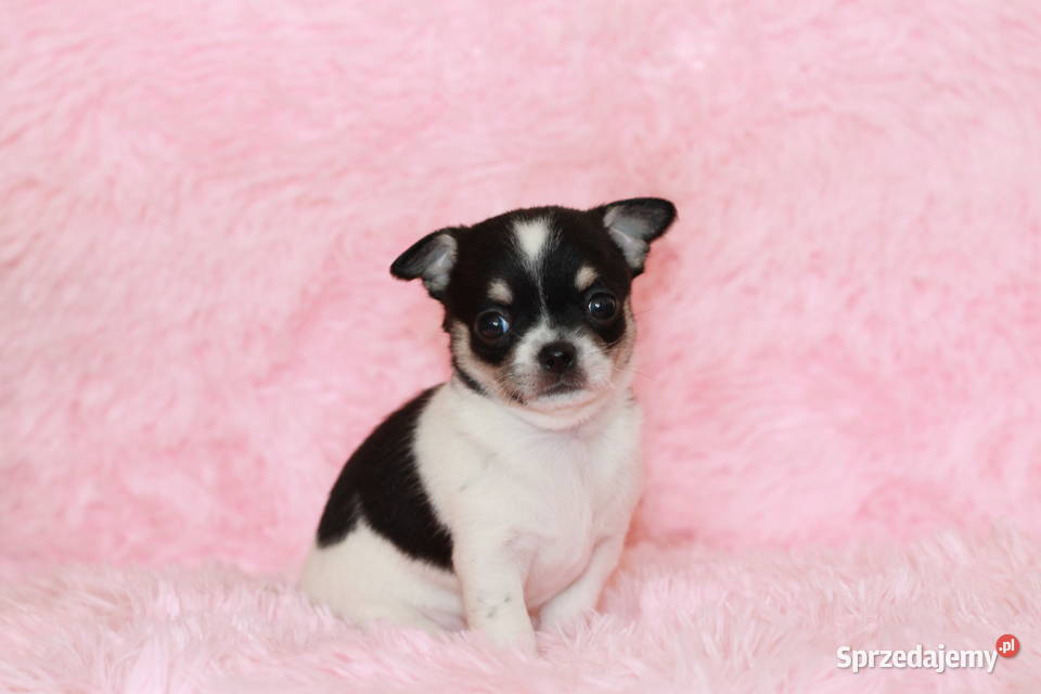 Chihuahua suczka ZKwP FCI zachodniopomorskie