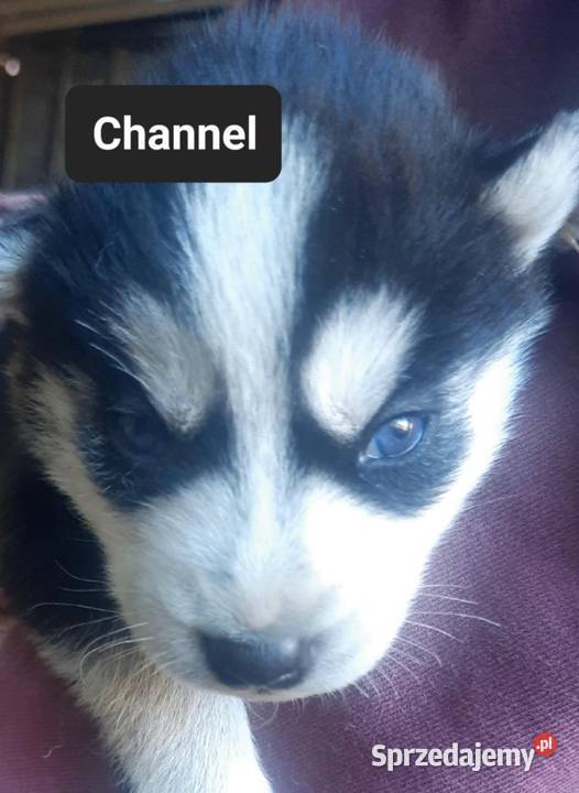 Syberiany husky mlode Reda