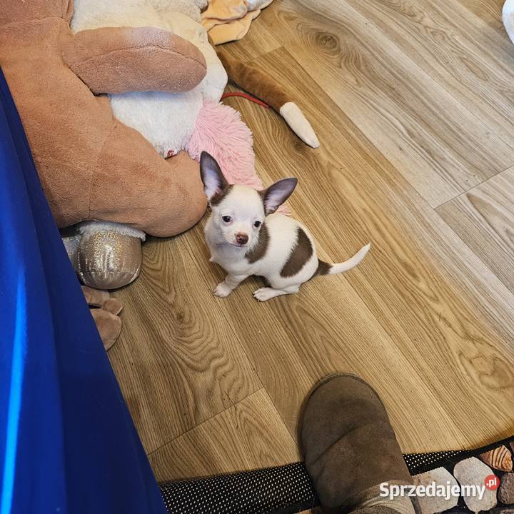 Chihuahua jedyny taki piesek mądry Całuśny Kołobrzeg