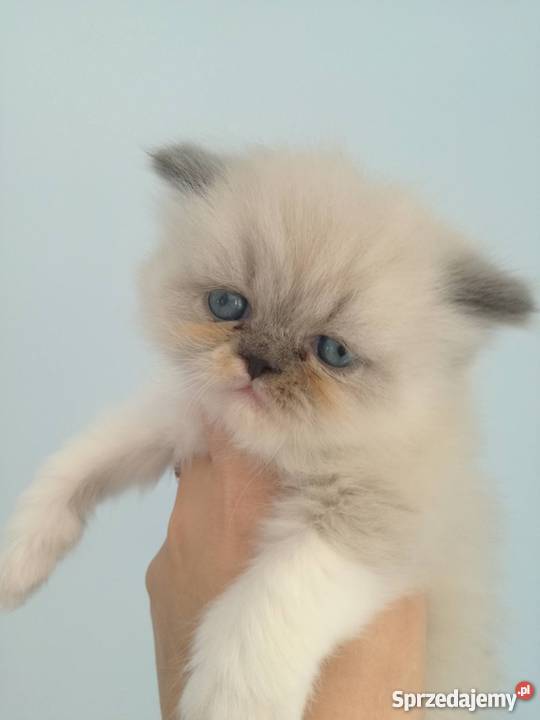 Kotki Perskie Stalowa Wola