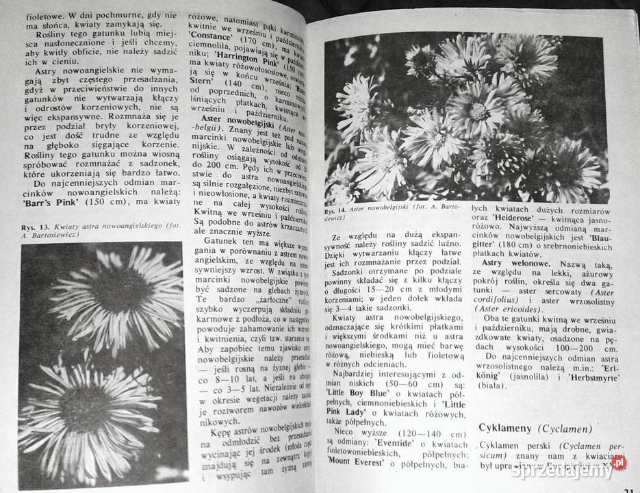 Byliny kwitnące jesienią Złocienie Astry A miękka Chełm