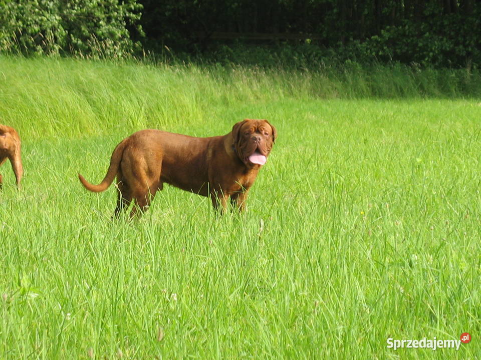 Dogue de Bordeaux reproduktor krycie Nowy Tomyśl