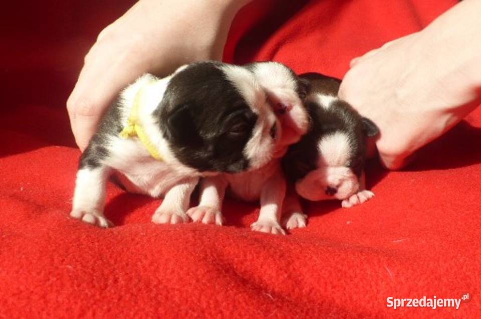 Piękne Szczenięta Boston Terrier ZKwPFCI oddz Syców