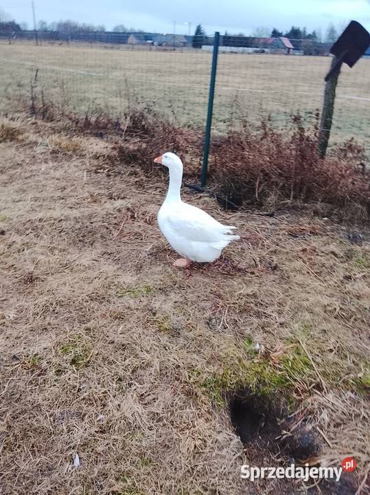 Gęsi białe sprzedam Brzeźno