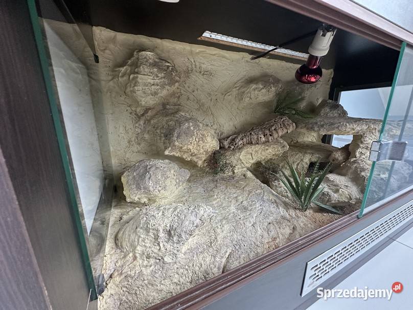 Sprzedam gekona lamparciego z terrarium Myszków