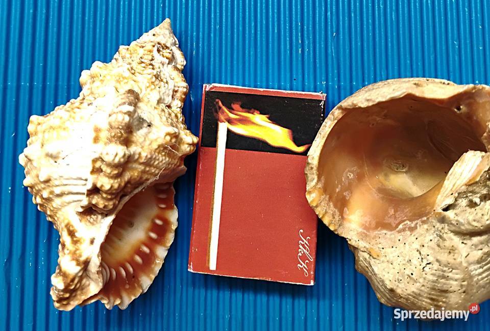 duży zestaw muszli Pozostałe Bukowno