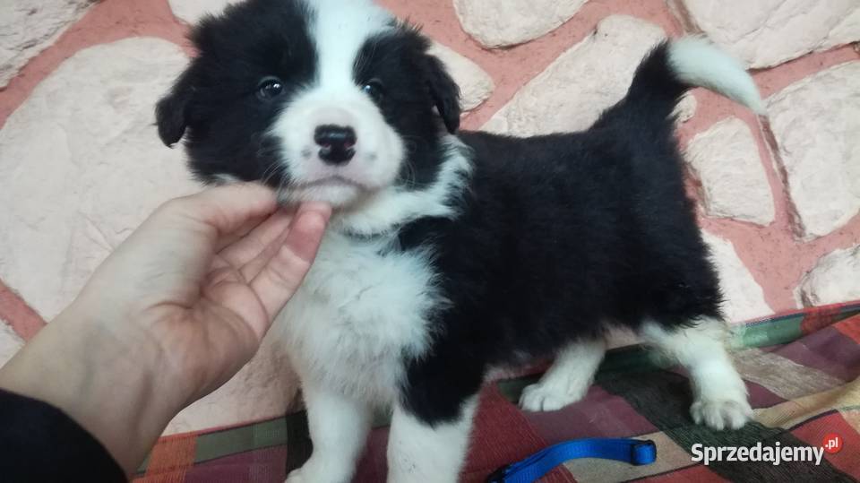Border collie fci Krotoszyn