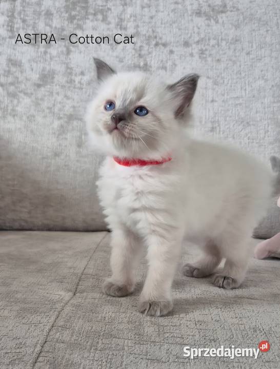 Ragdoll 6cio tygodniowe cuda sprzedam