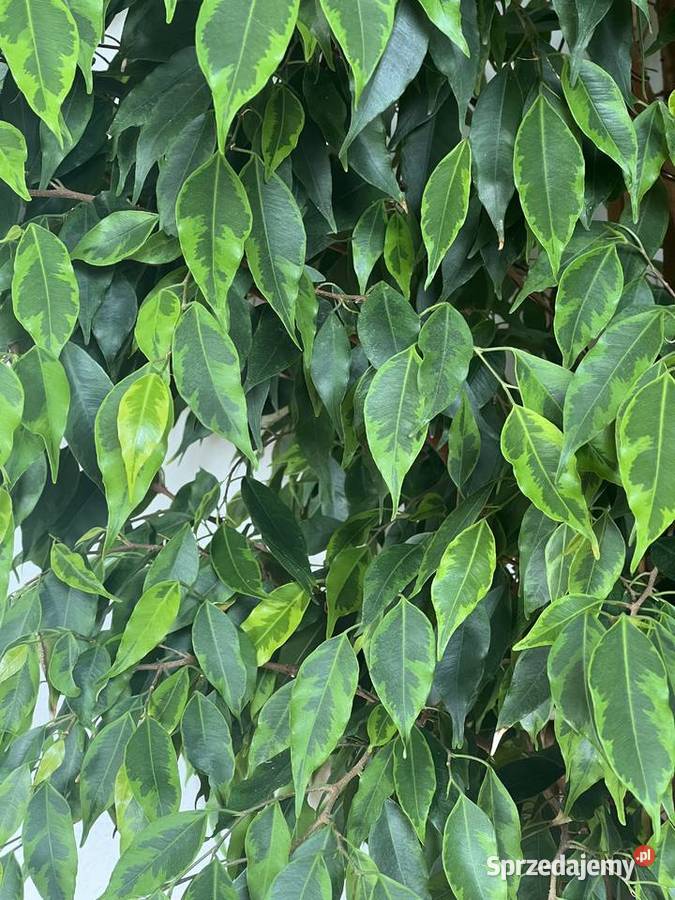 fikus beniamina żywy 198 zdrowy zadbany Syców