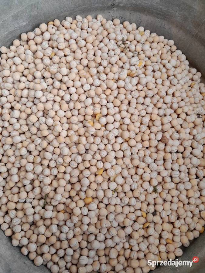 Sprzedam groch astronaute zbiór 2025 r Kozarzewo