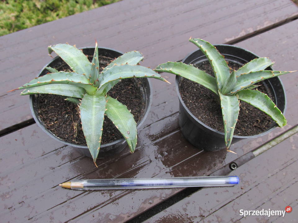 Agawa kolekcjonerska agave xylonacantha sadzonki Kraków